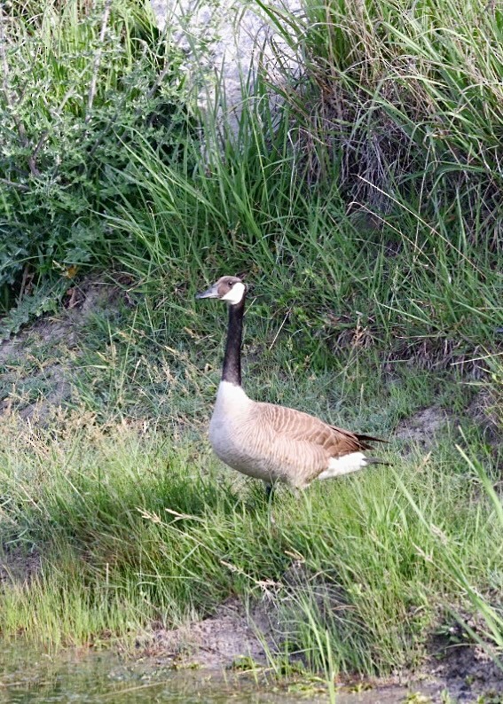 berneška velká - ML635334462