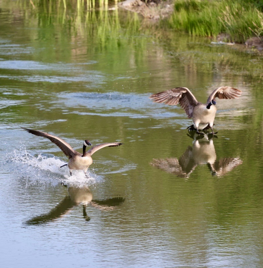 berneška velká - ML635334463