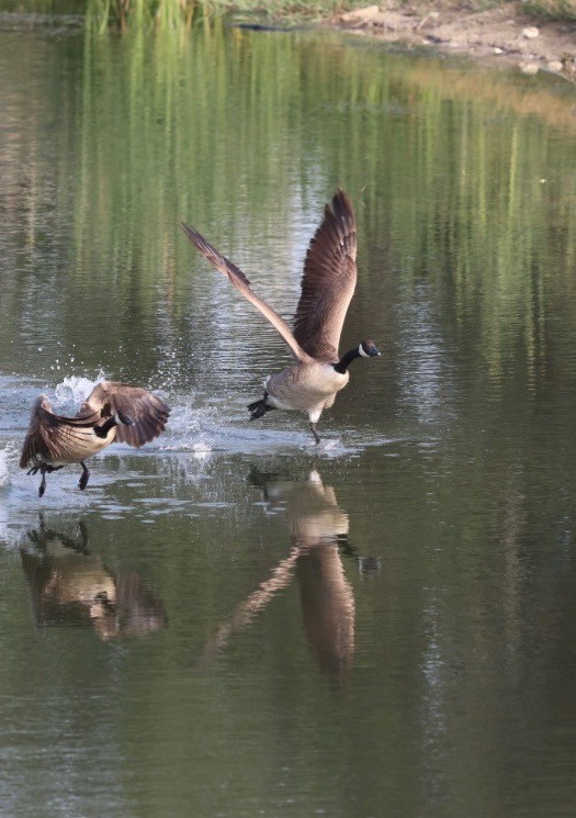 berneška velká - ML635334464