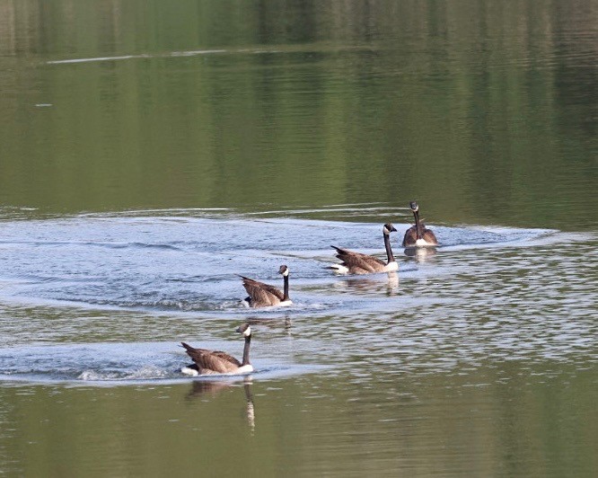 berneška velká - ML635334465