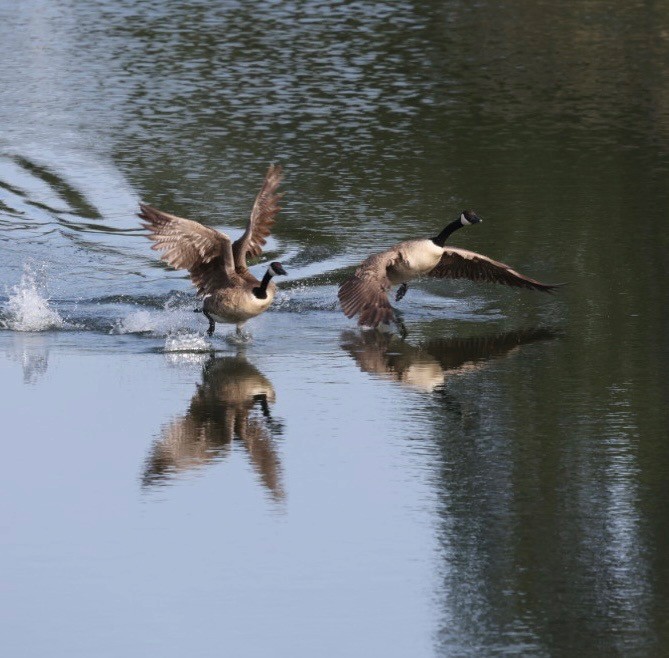 berneška velká - ML635334466