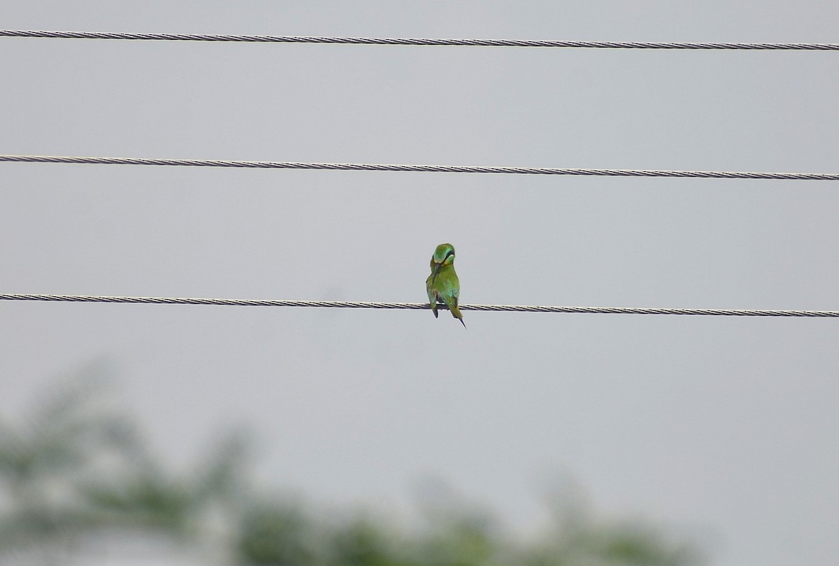 Blue-cheeked Bee-eater - ML635334495