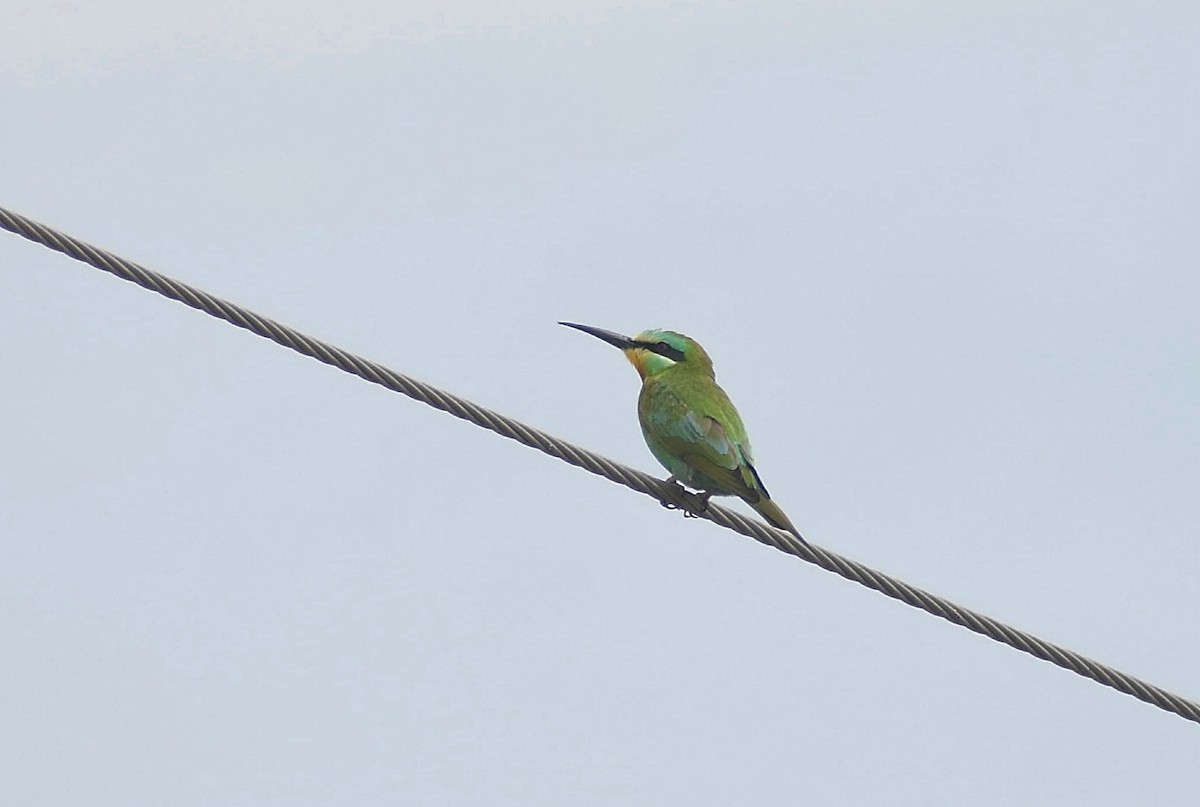 Blue-cheeked Bee-eater - ML635334496