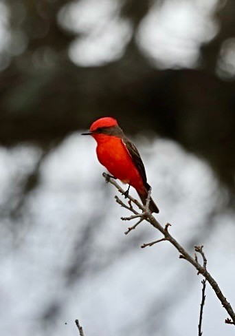 Vermilion Flycatcher - ML635334525