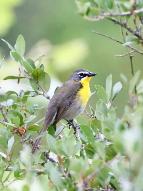 lesníček žlutoprsý - ML635334554