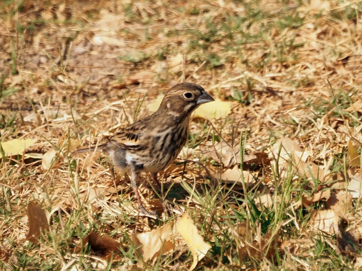 Lark Bunting - ML635334581