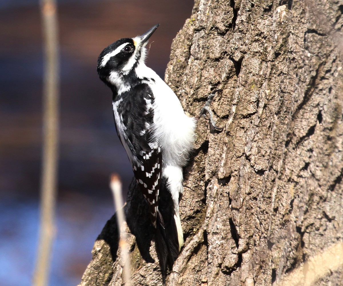 Hairy Woodpecker - ML635334614