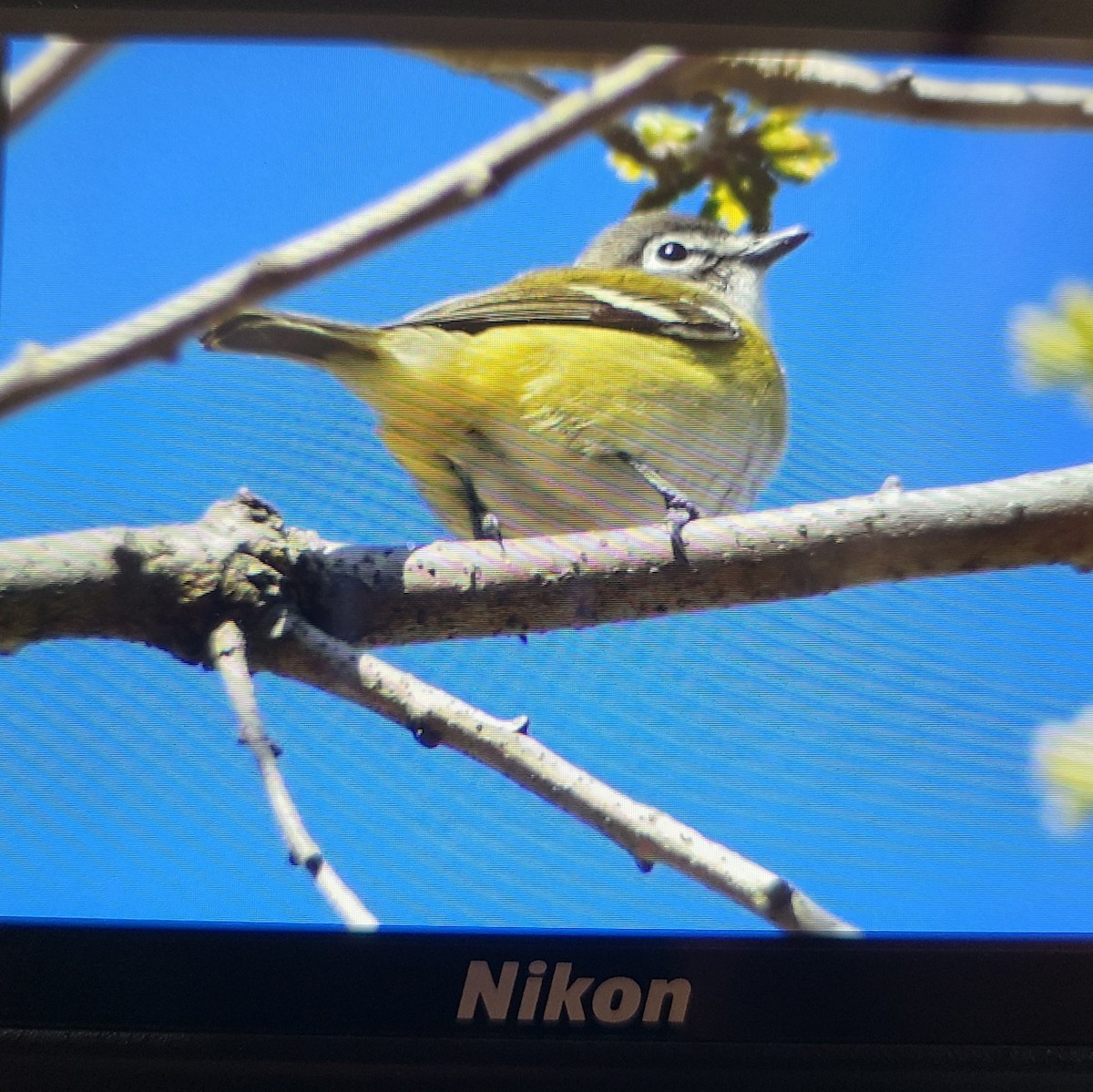 Blue-headed Vireo - ML635334635