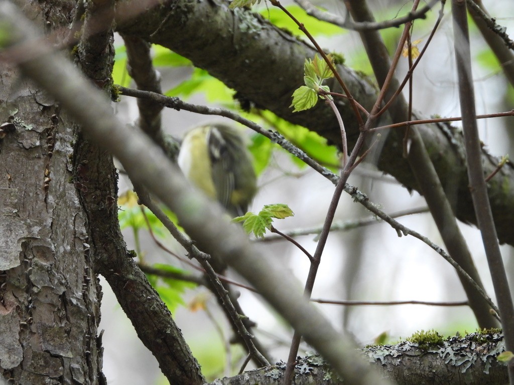 Blue-headed Vireo - ML635334646