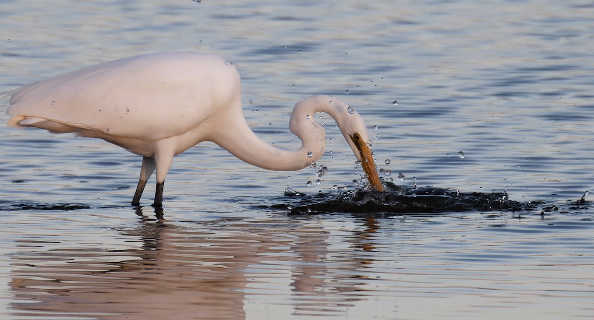 Great Egret - ML635334654