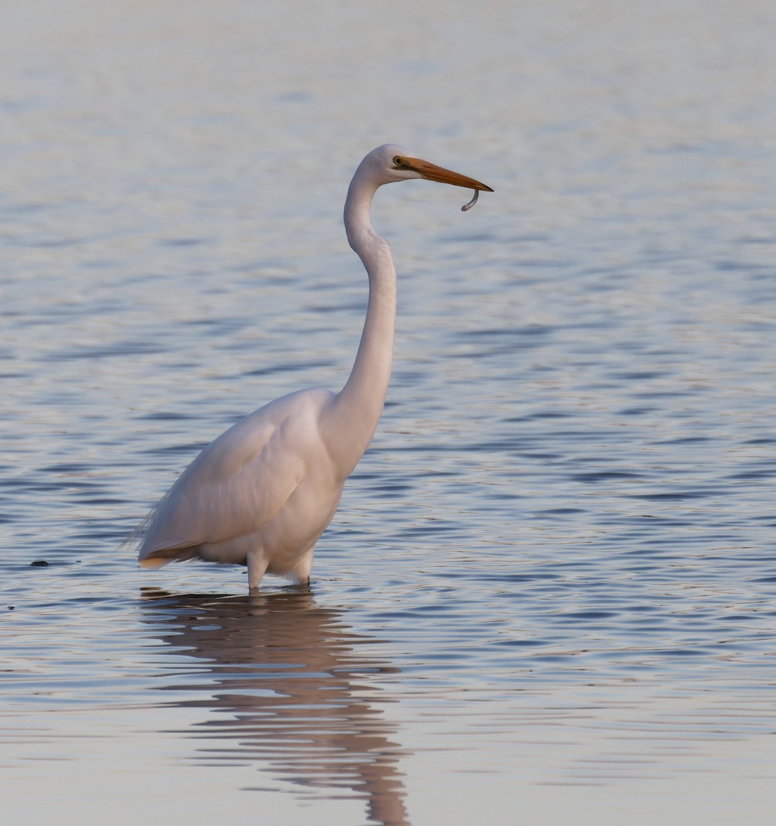 Great Egret - ML635334655