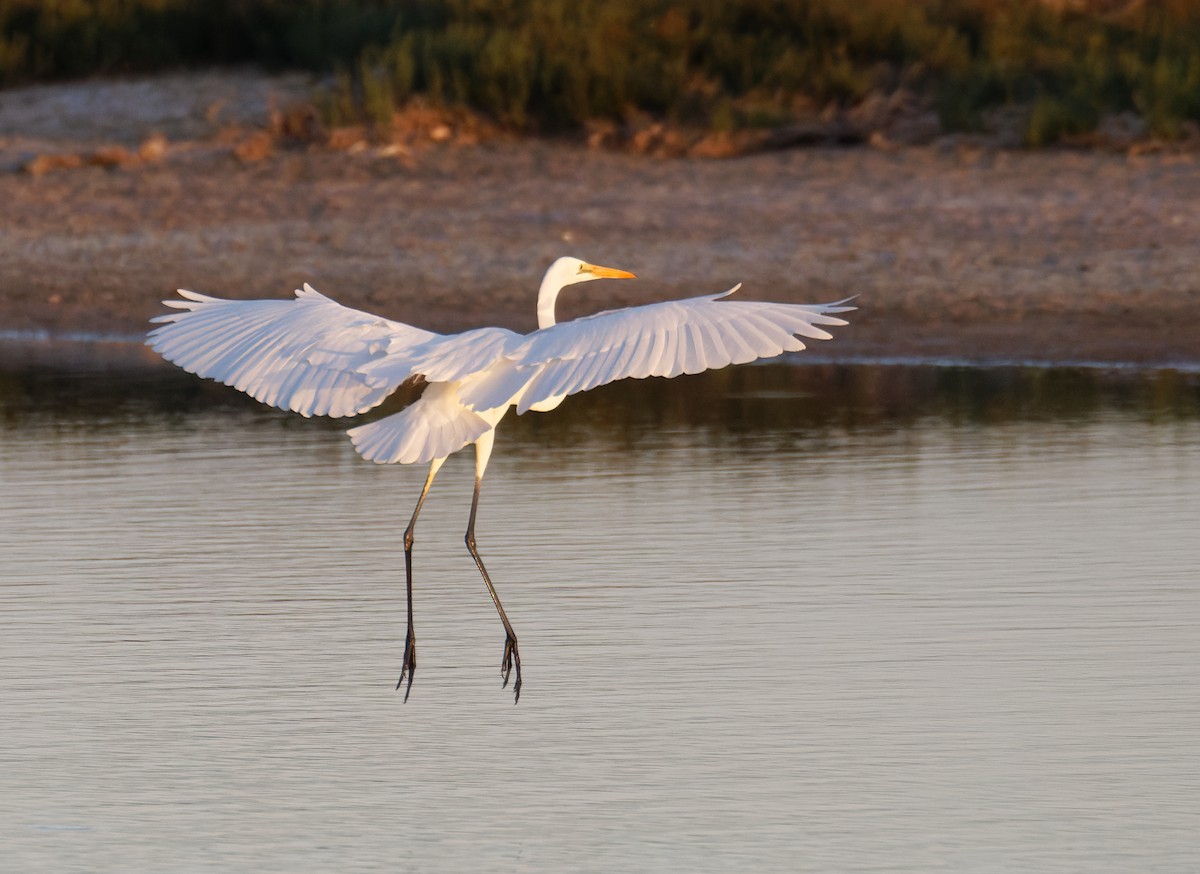 Great Egret - ML635334657