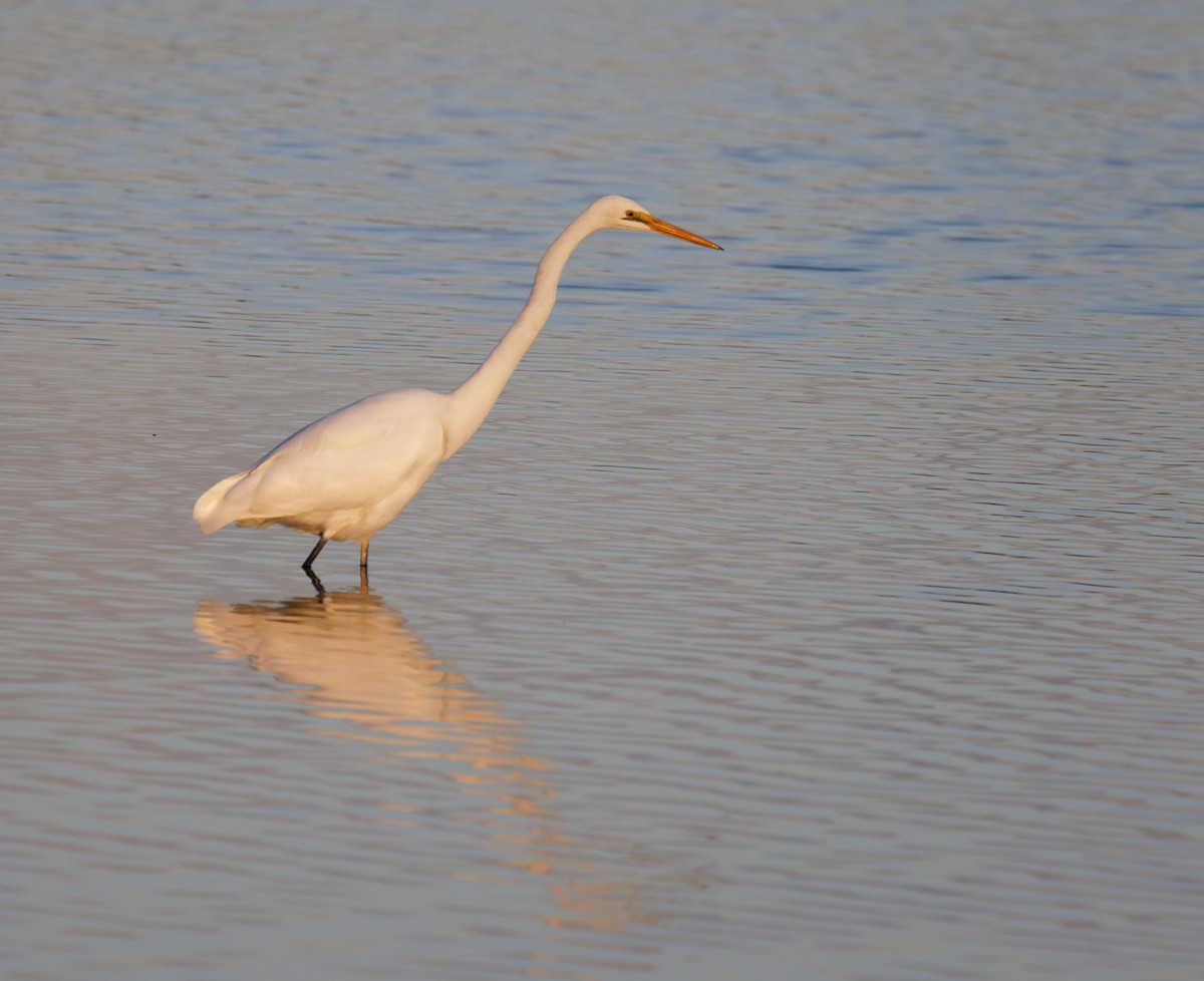 Great Egret - ML635334658
