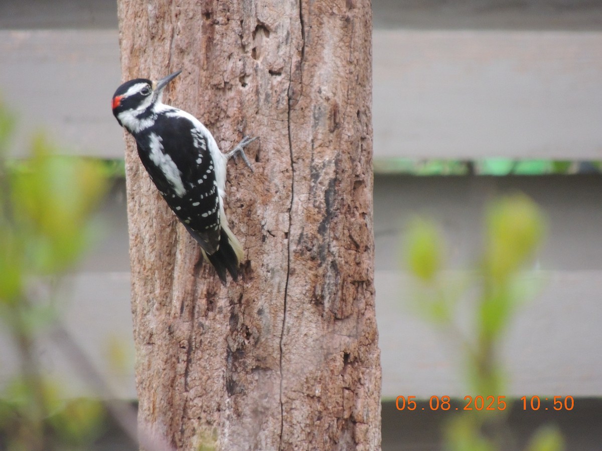 Hairy Woodpecker - ML635334661