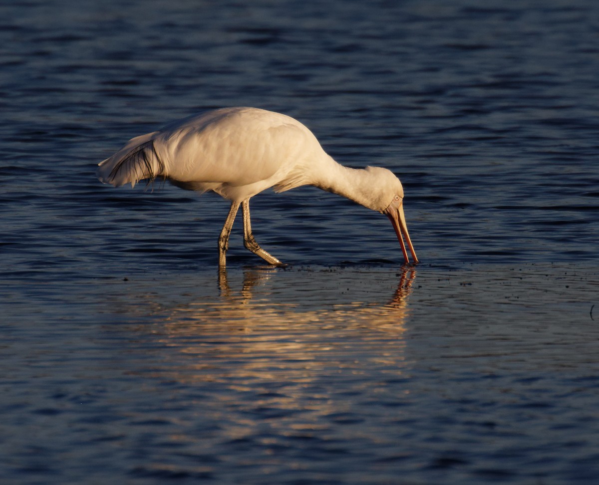 Yellow-billed Spoonbill - ML635334680
