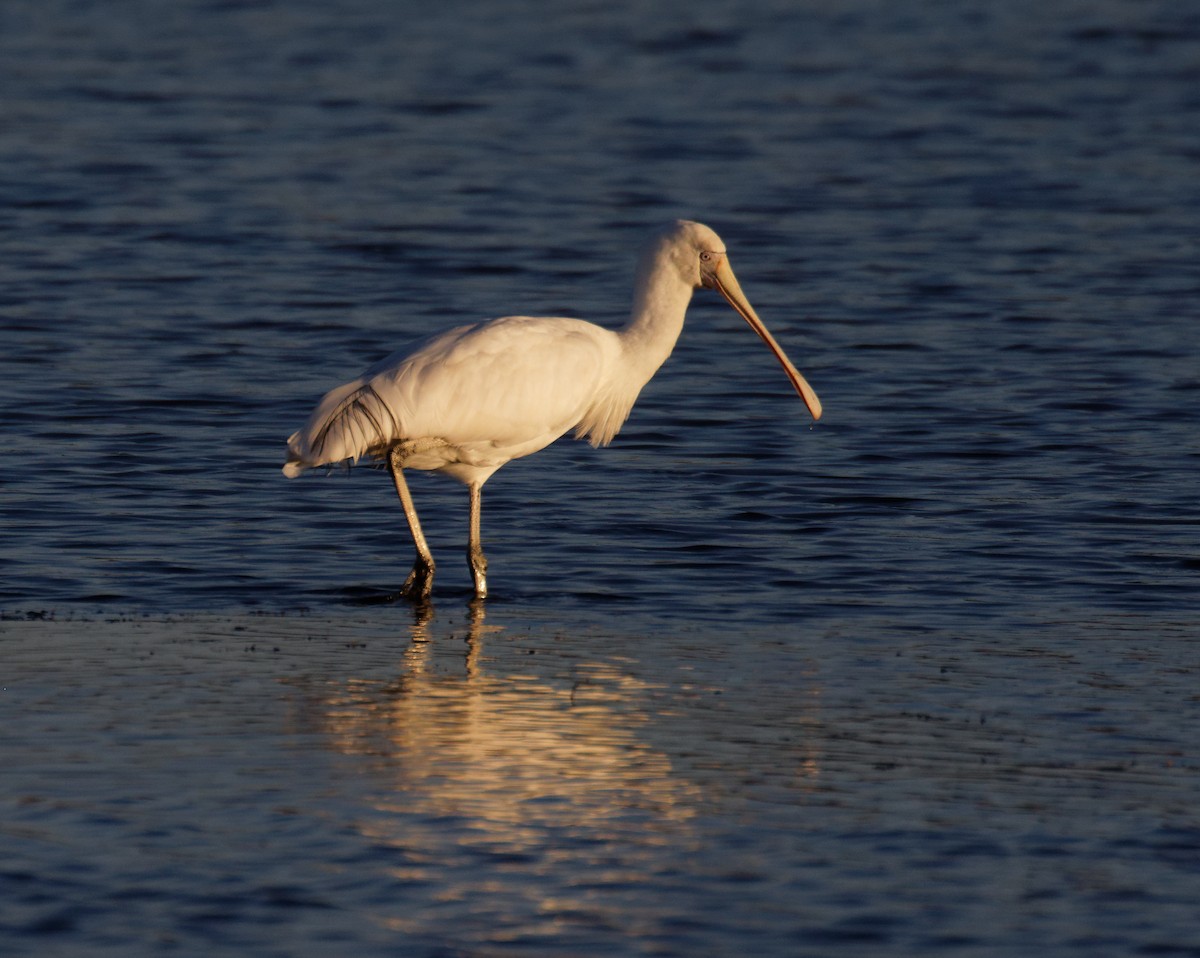 Yellow-billed Spoonbill - ML635334681