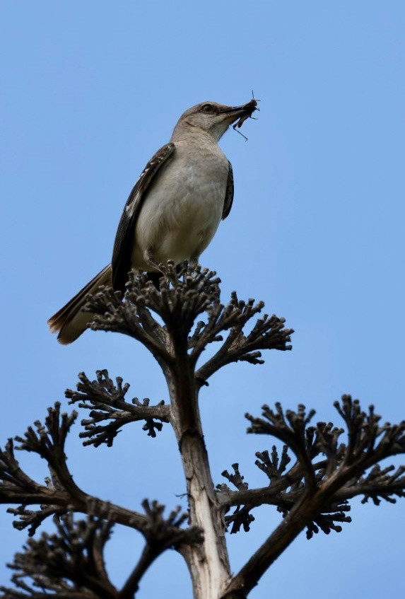 drozdec mnohohlasý - ML635334685