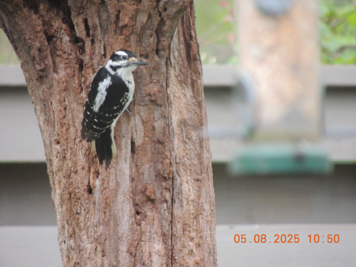 Hairy Woodpecker - ML635334693