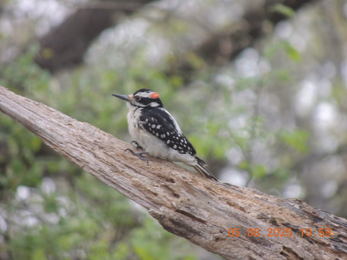 Hairy Woodpecker - ML635334717