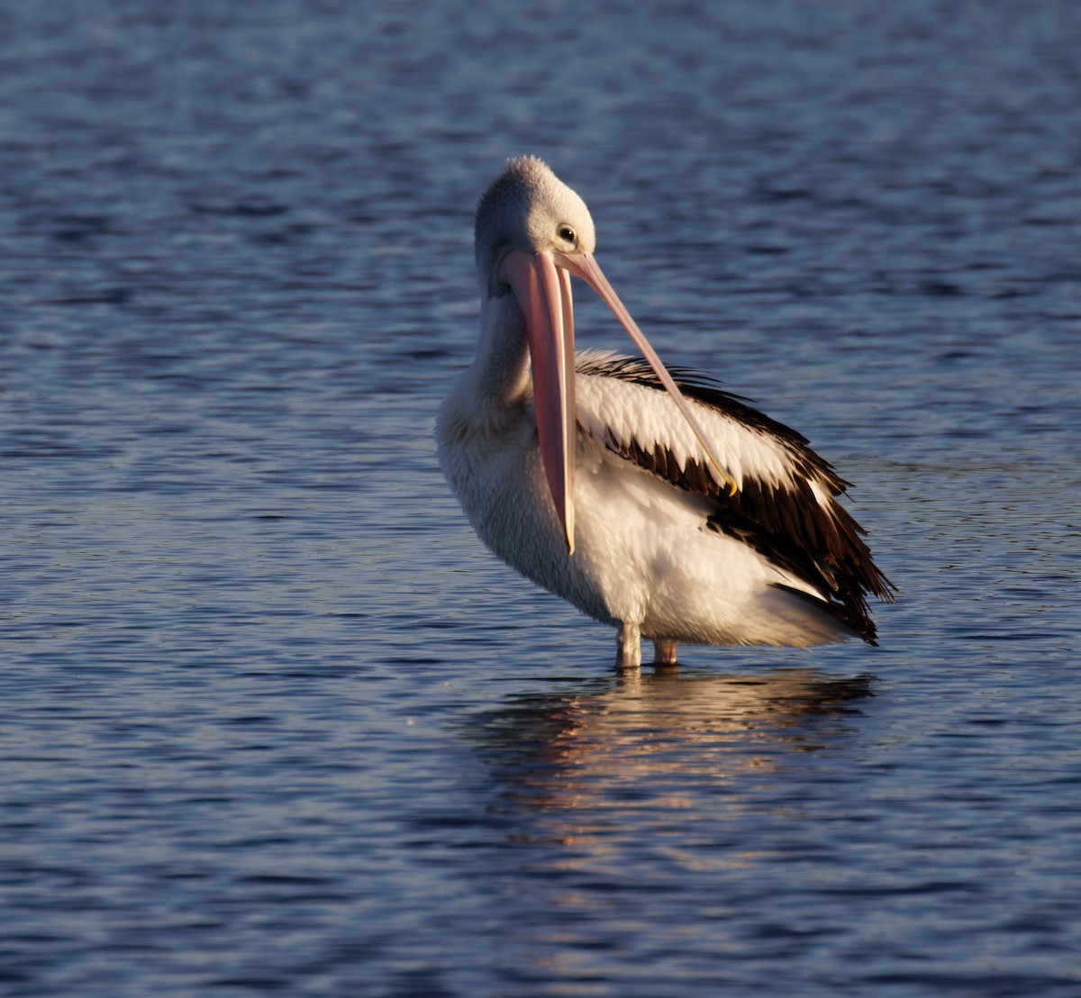 Australian Pelican - ML635334730