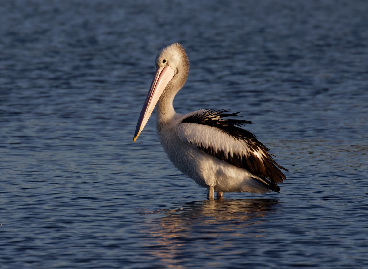 Australian Pelican - ML635334731