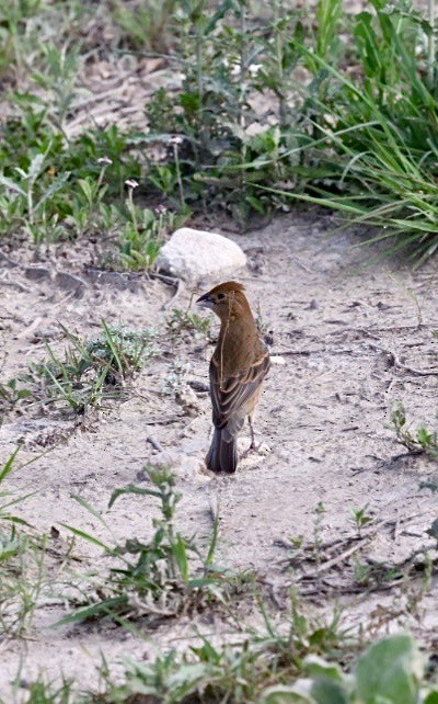 papežík modrý - ML635334736