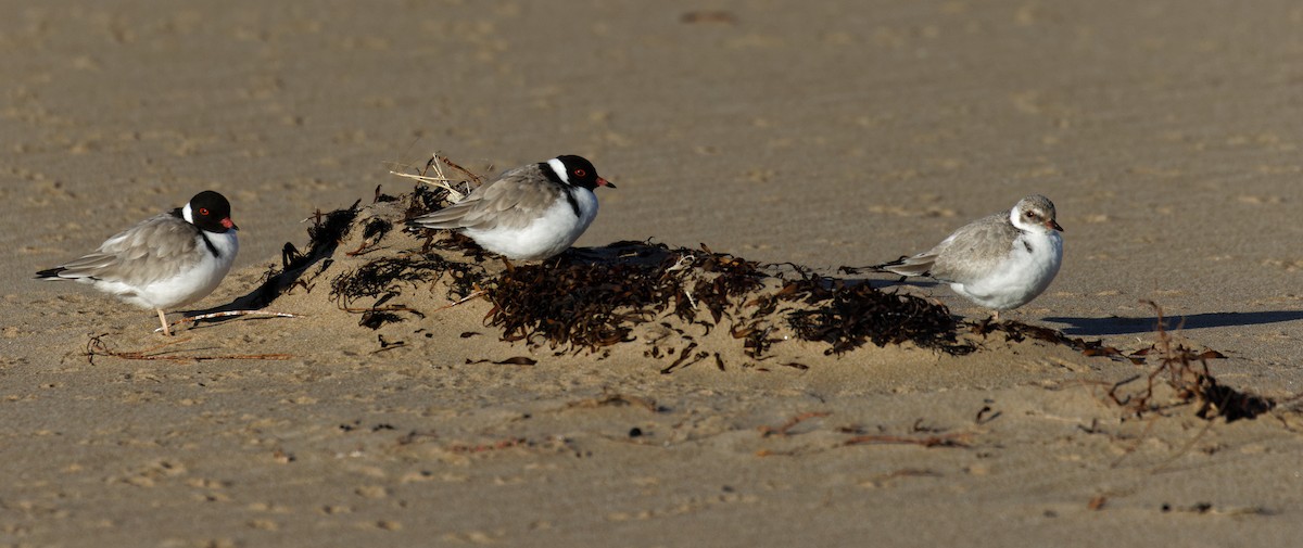 Hooded Plover - ML635334757