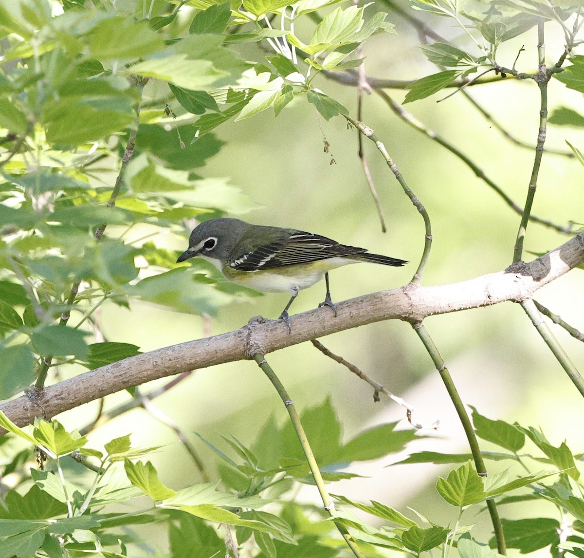 Blue-headed Vireo - ML635334764