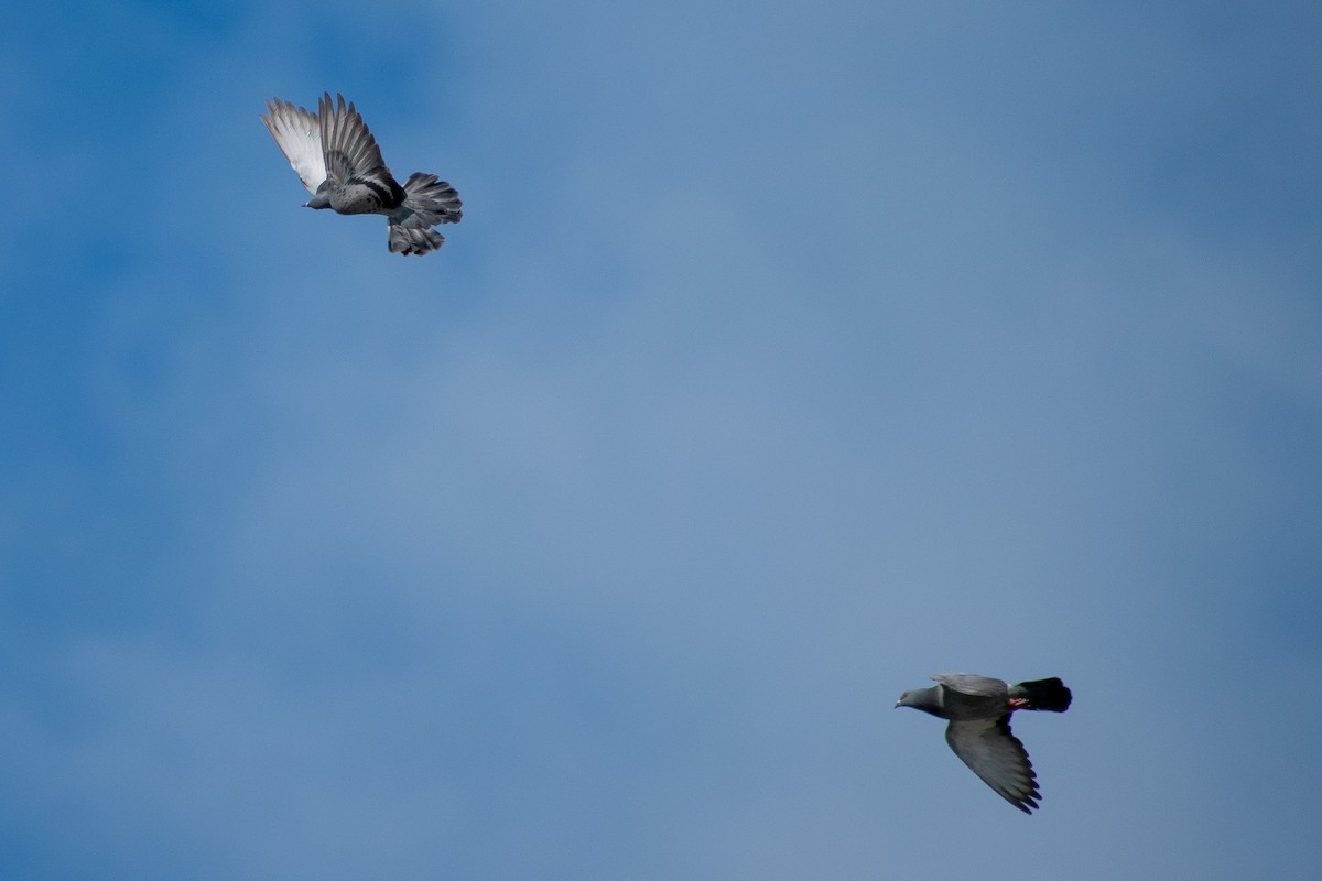 Rock Pigeon (Feral Pigeon) - ML635334773