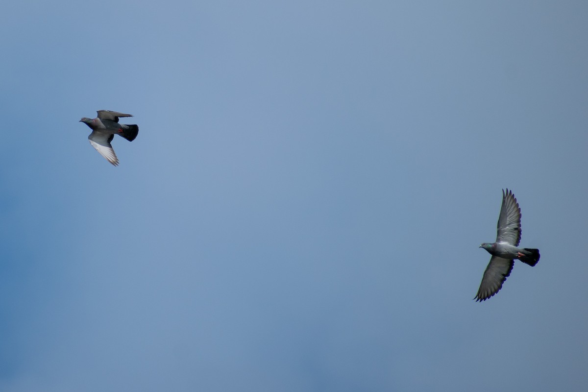 Rock Pigeon (Feral Pigeon) - ML635334774