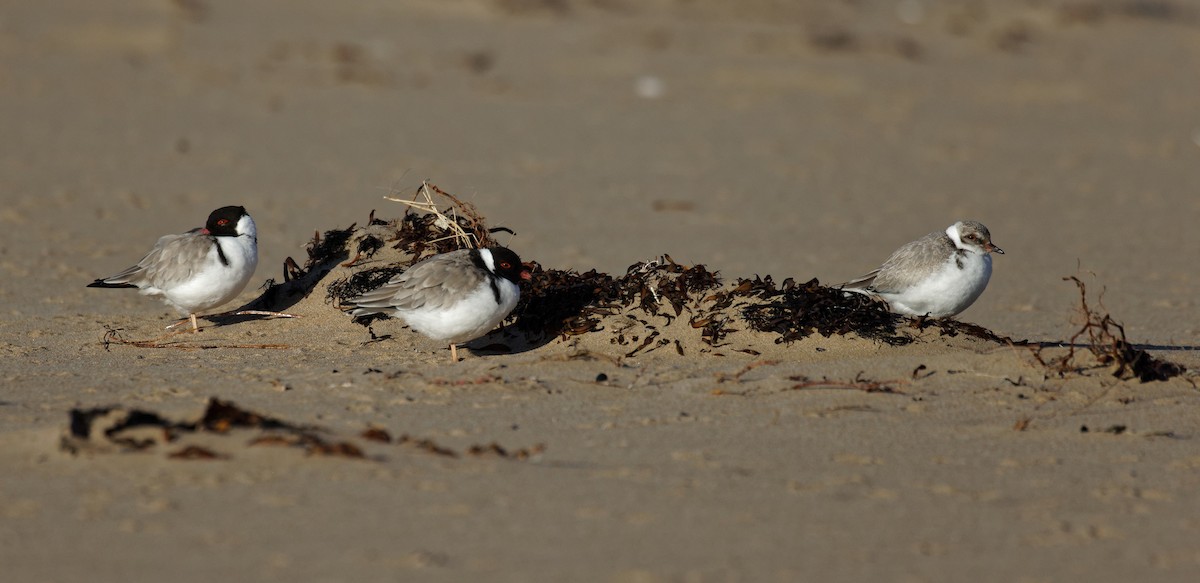 Hooded Plover - ML635334800