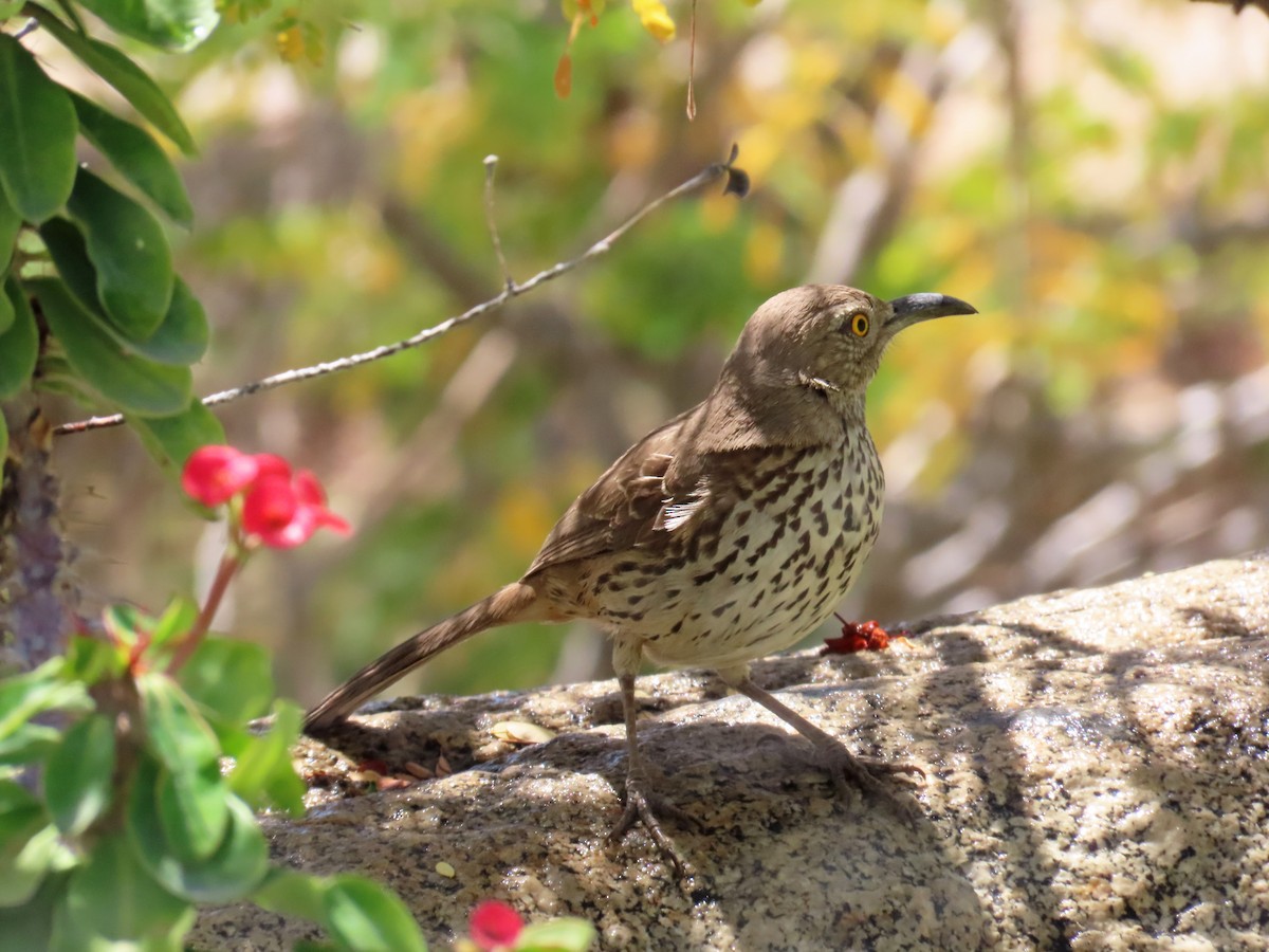 Gray Thrasher - ML635334801