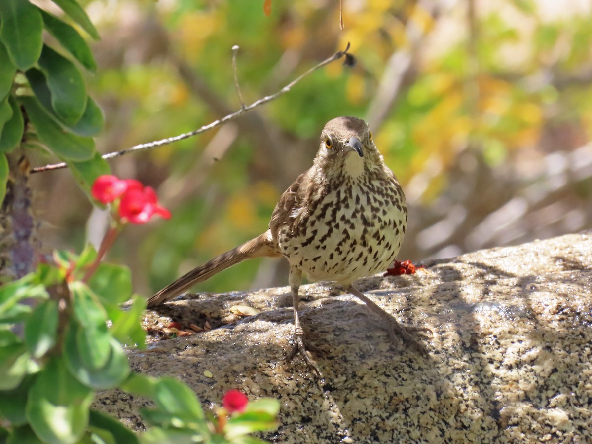 Gray Thrasher - ML635334809