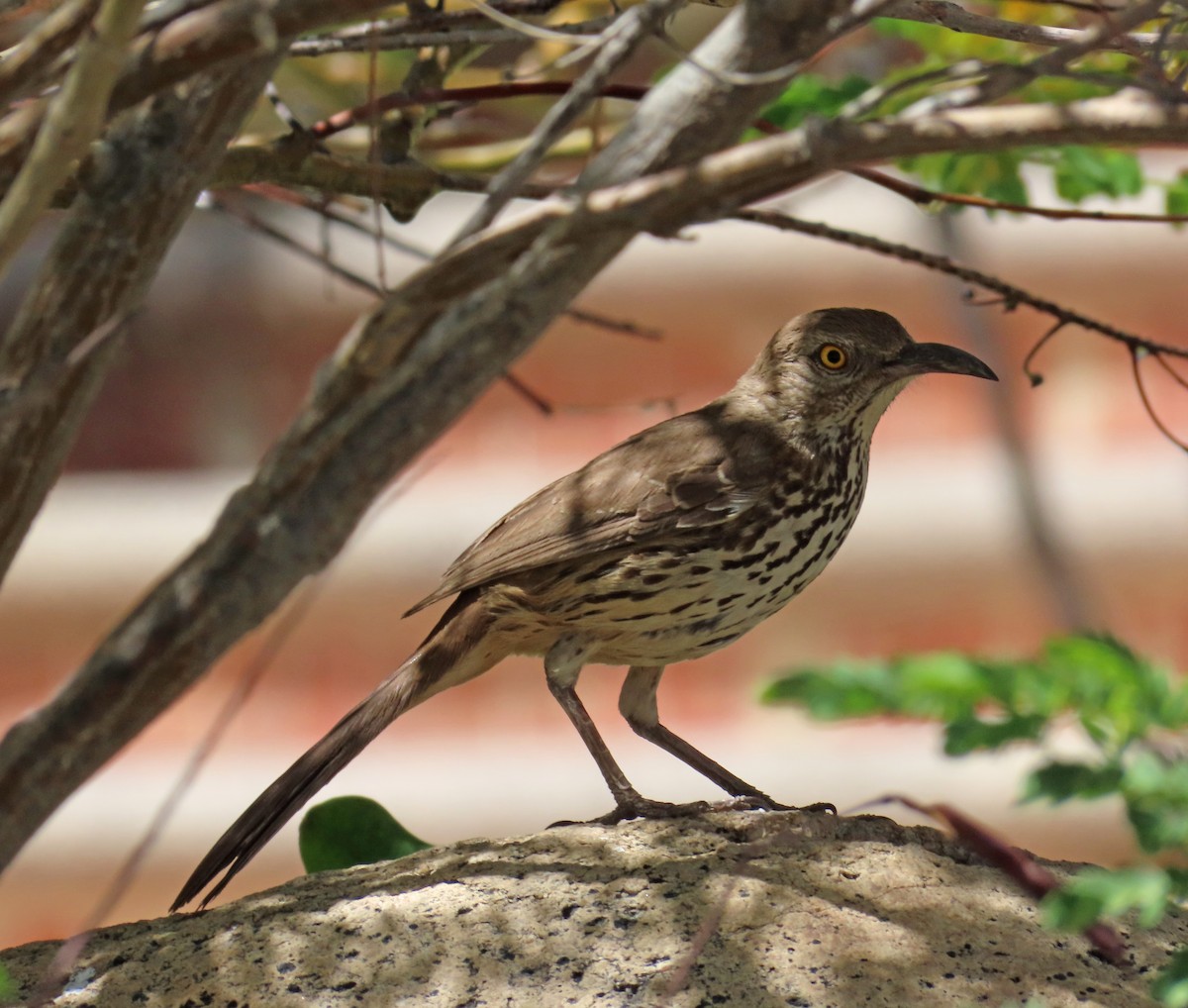 Gray Thrasher - ML635334825
