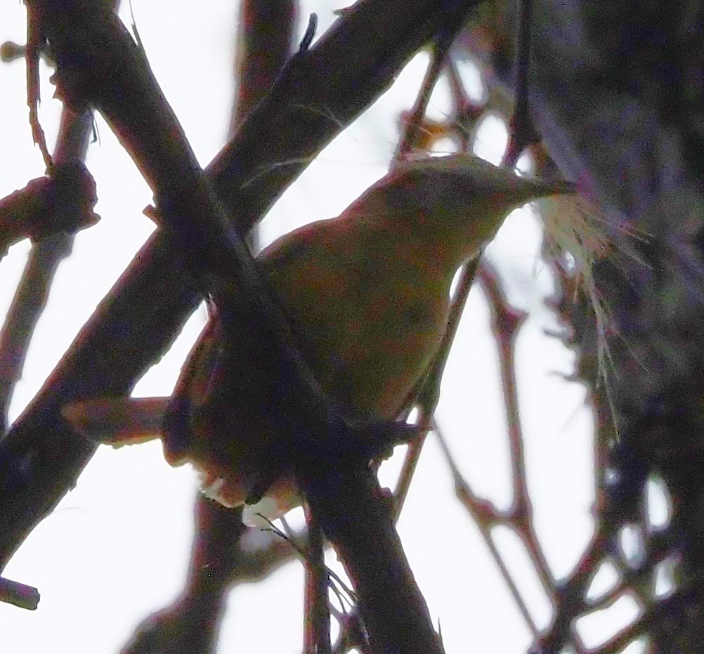 Carolina Wren - ML635335005