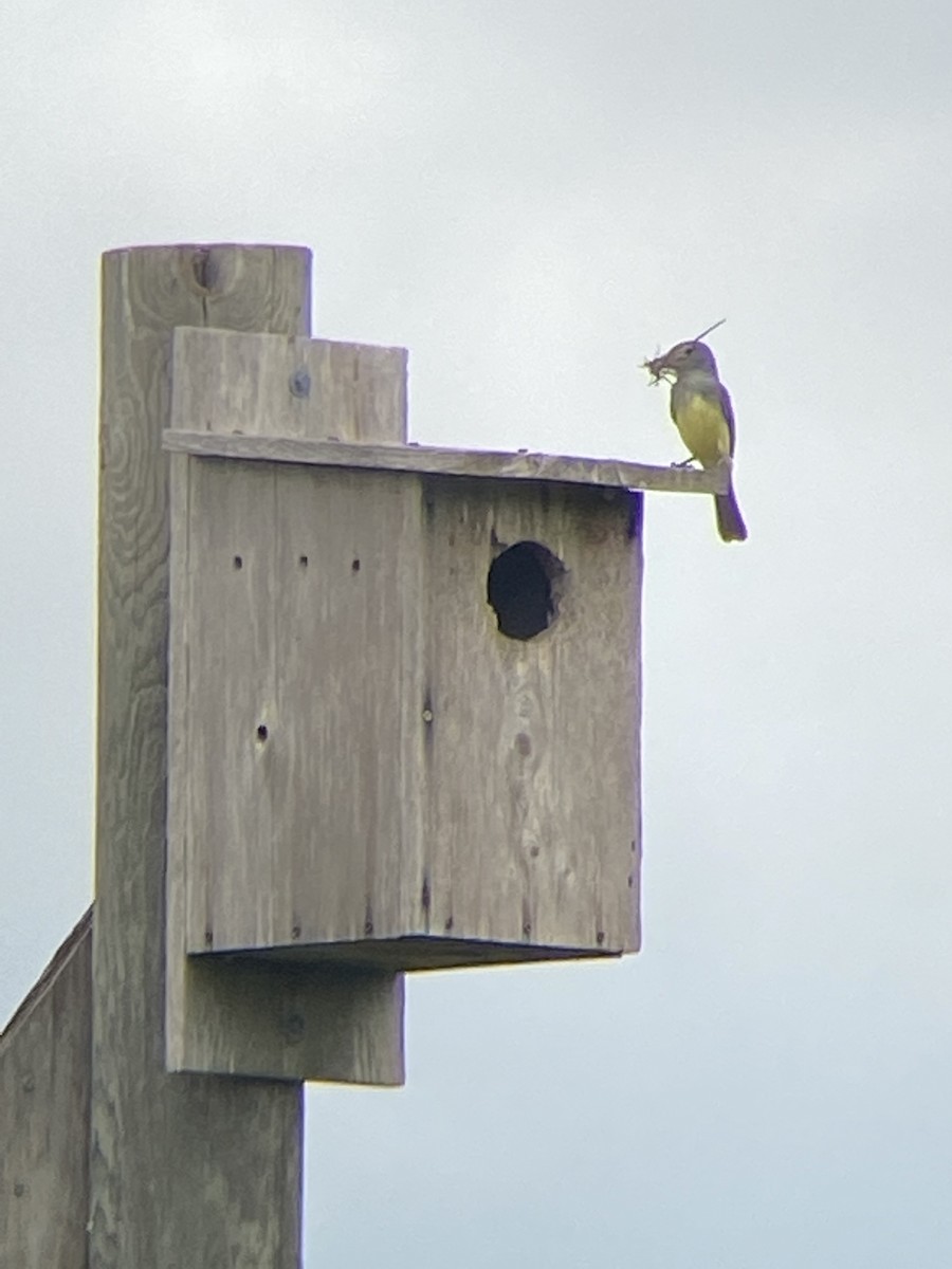 Great Crested Flycatcher - ML635335081