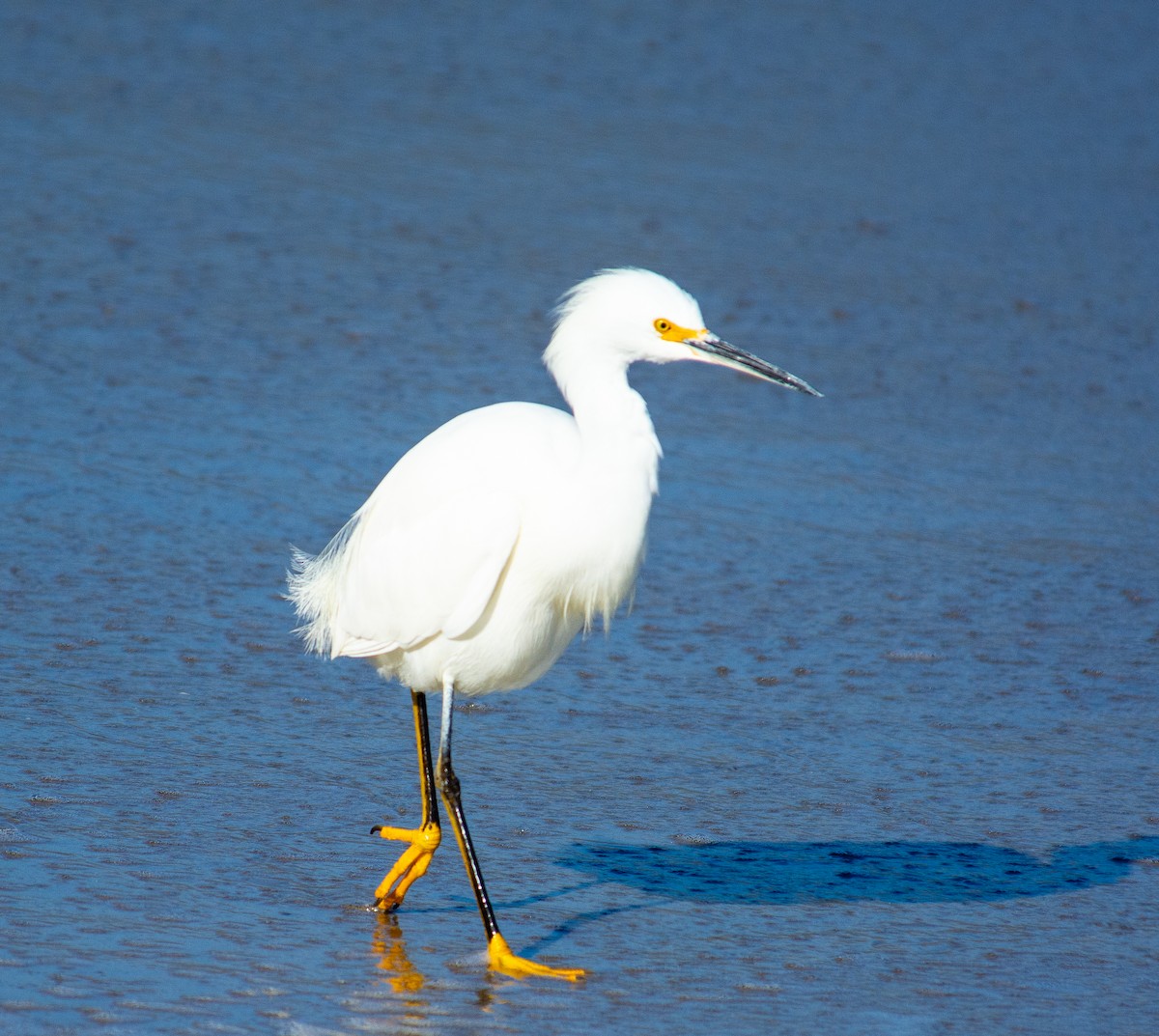 Snowy Egret - ML635335103