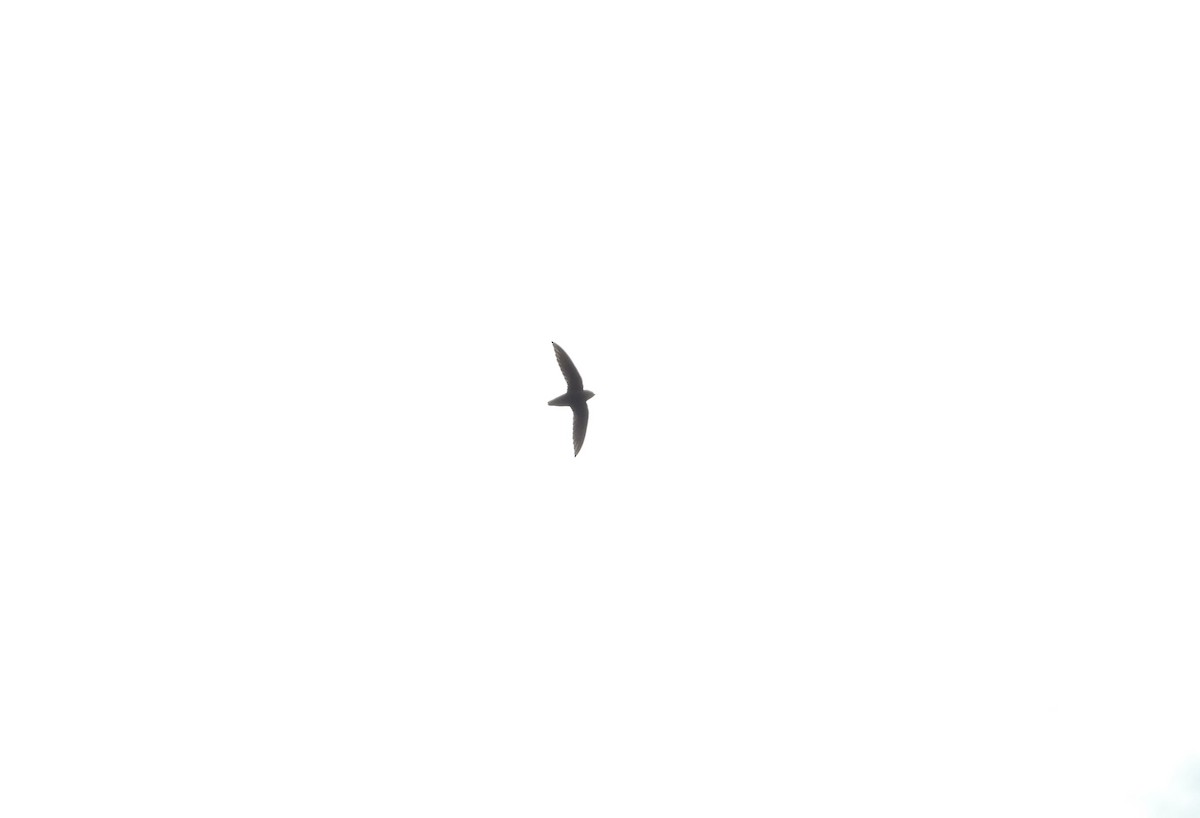 Chimney Swift - ML635335105