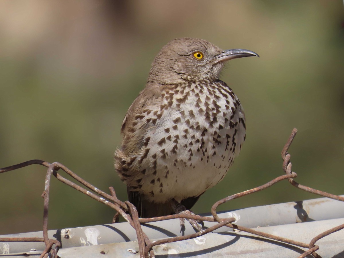 Gray Thrasher - ML635335120