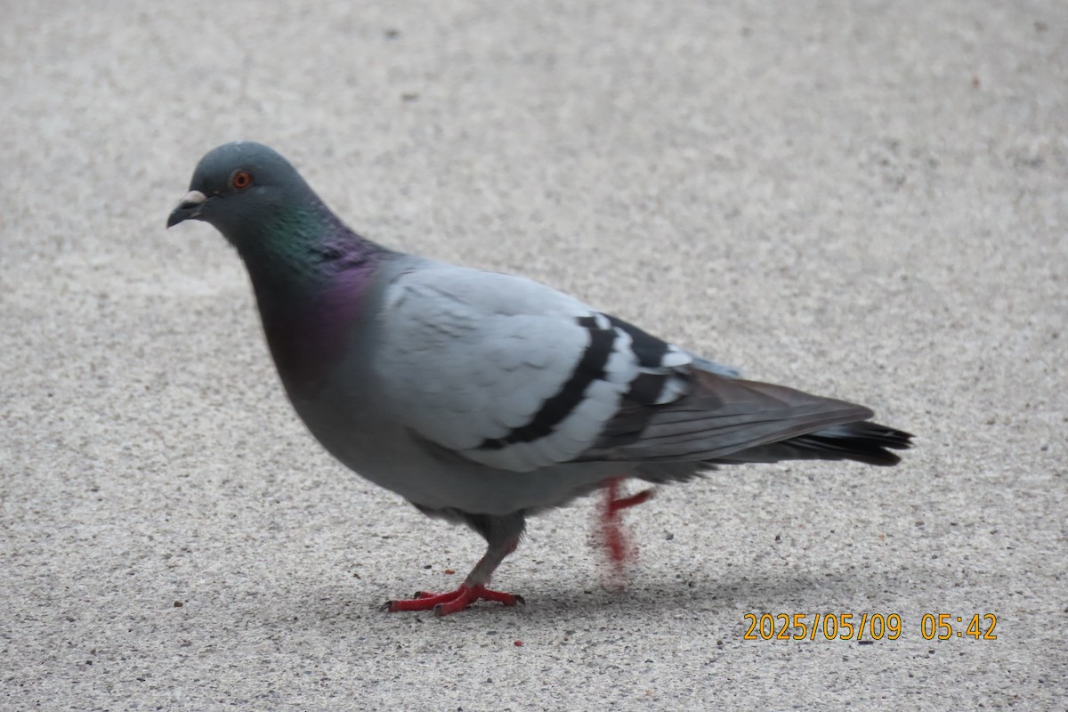Rock Pigeon (Feral Pigeon) - ML635335133