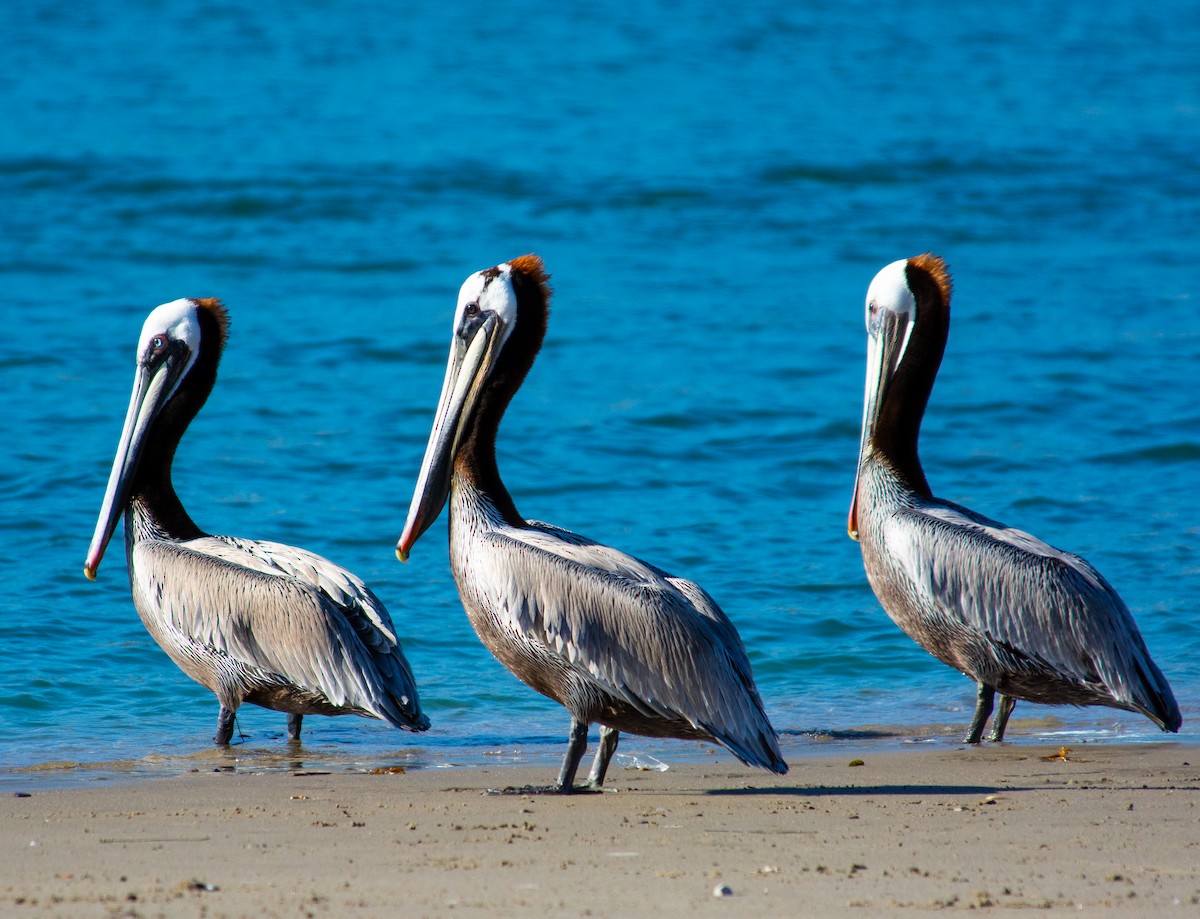 Brown Pelican - ML635335137