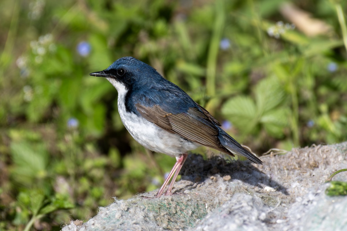 Siberian Blue Robin - ML635335173