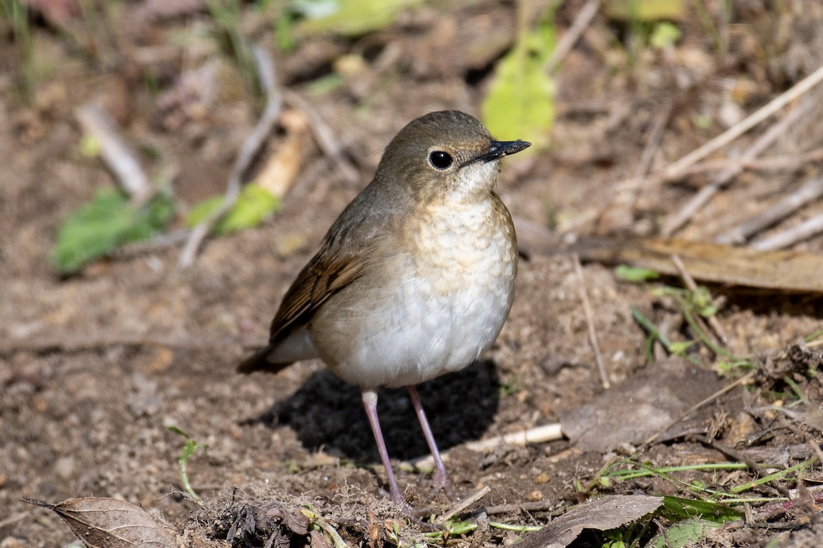 Siberian Blue Robin - ML635335174