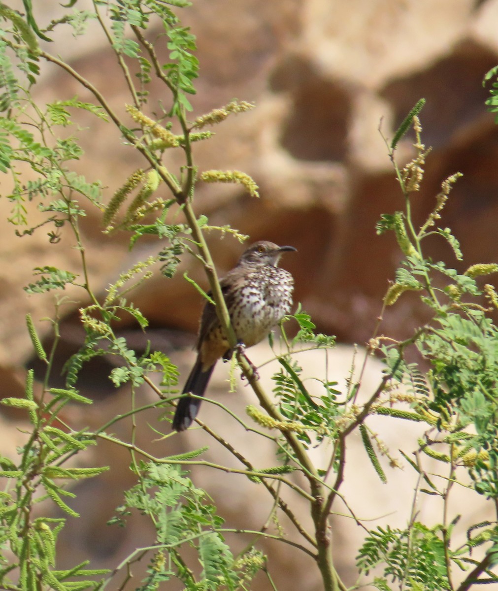Gray Thrasher - ML635335189