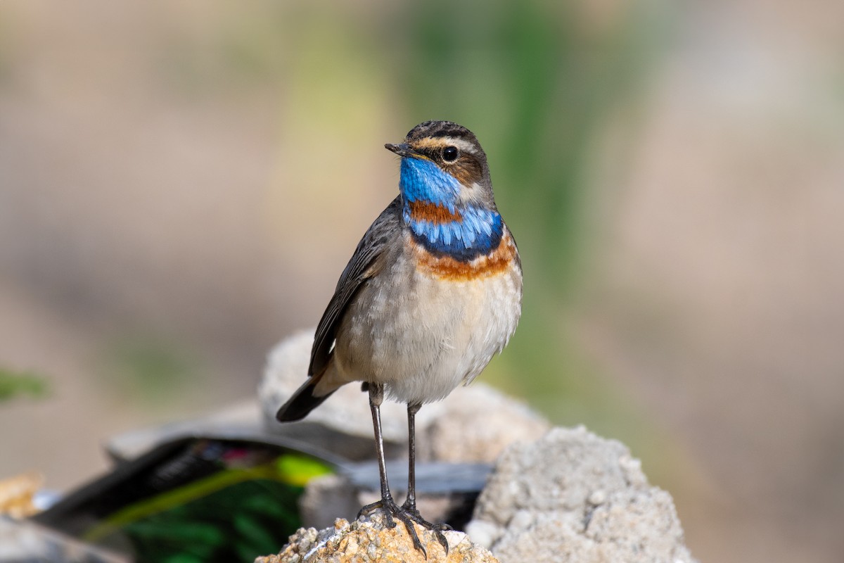Bluethroat - ML635335190