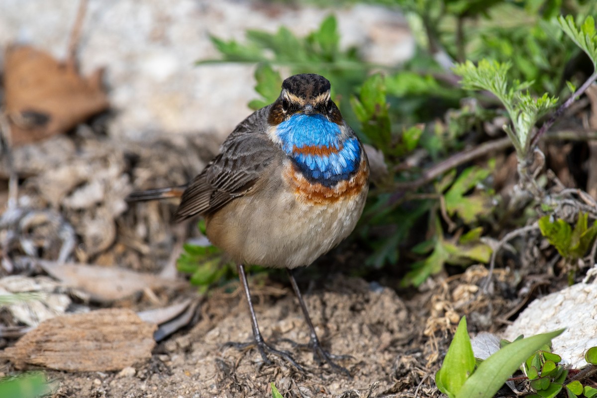 Bluethroat - ML635335191