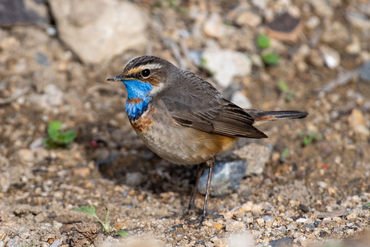 Bluethroat - ML635335192