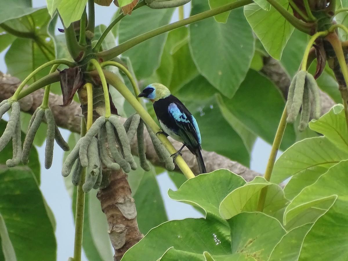 Golden-hooded Tanager - ML635335211