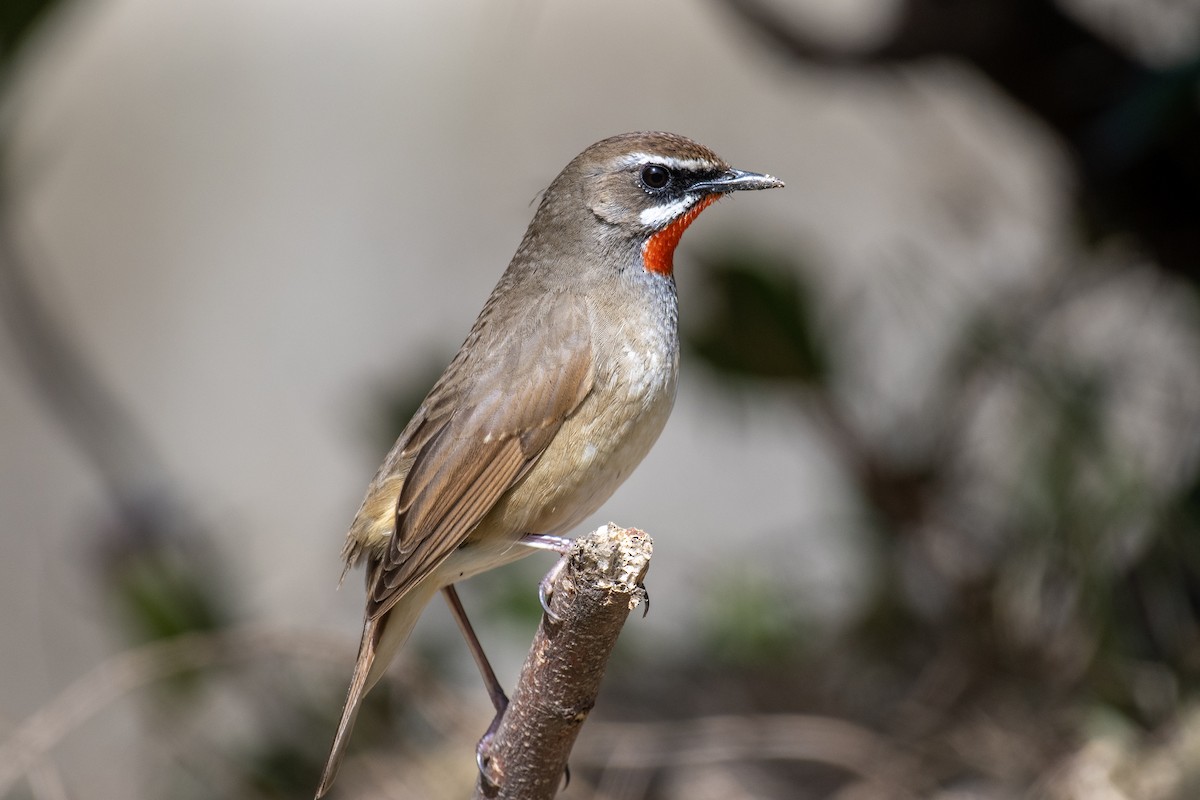 Siberian Rubythroat - ML635335254