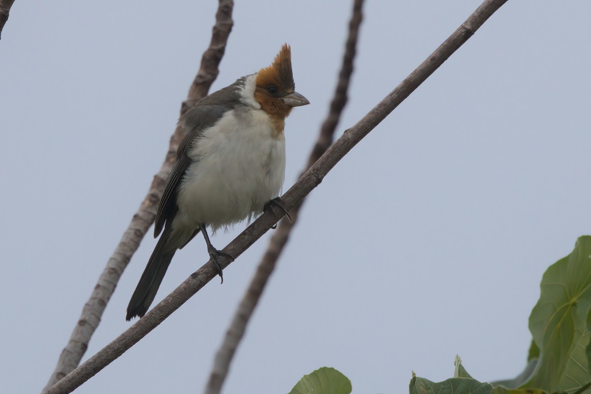 Cardenilla Crestada - ML635335262